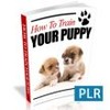 Thumbnail How To Train Your Puppy 